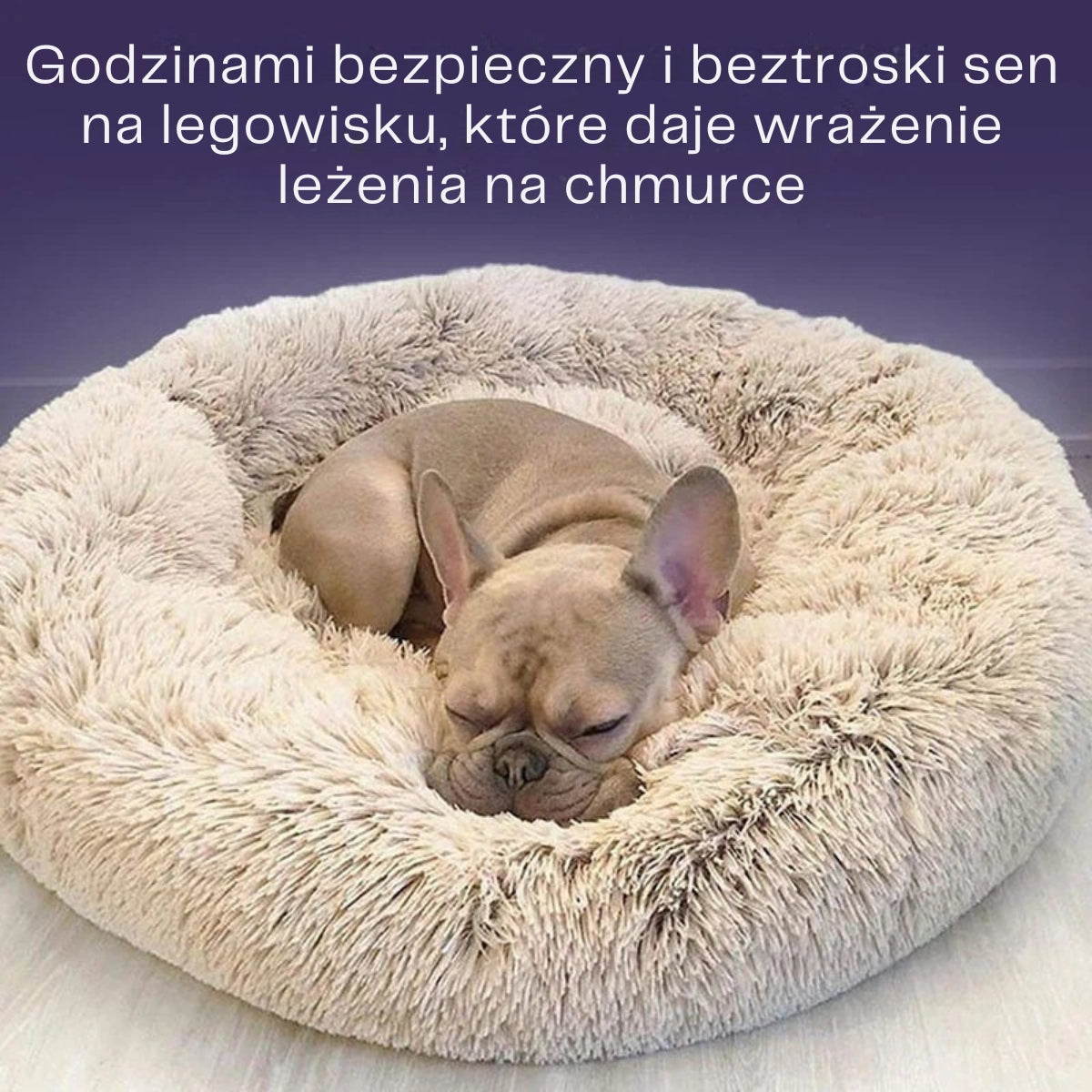 DreamPaw | Gdzie łapki odpoczywają, a marzenia się zaczynają!