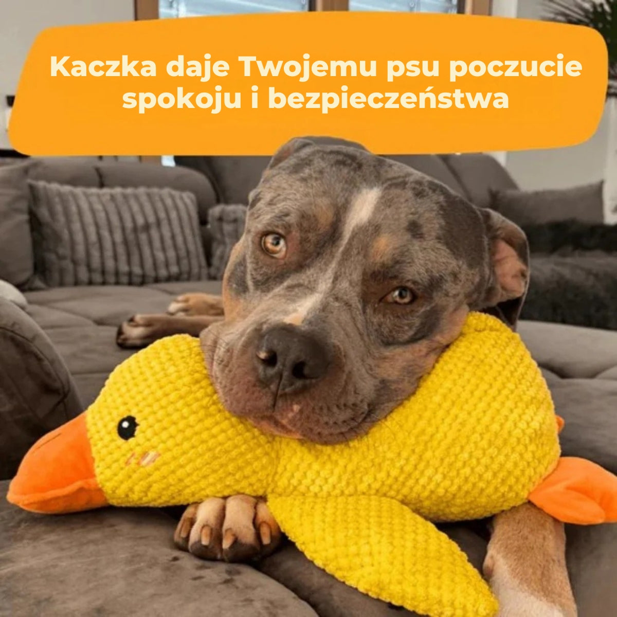 QuackBuddy | Zabawka antystresowa dla psów