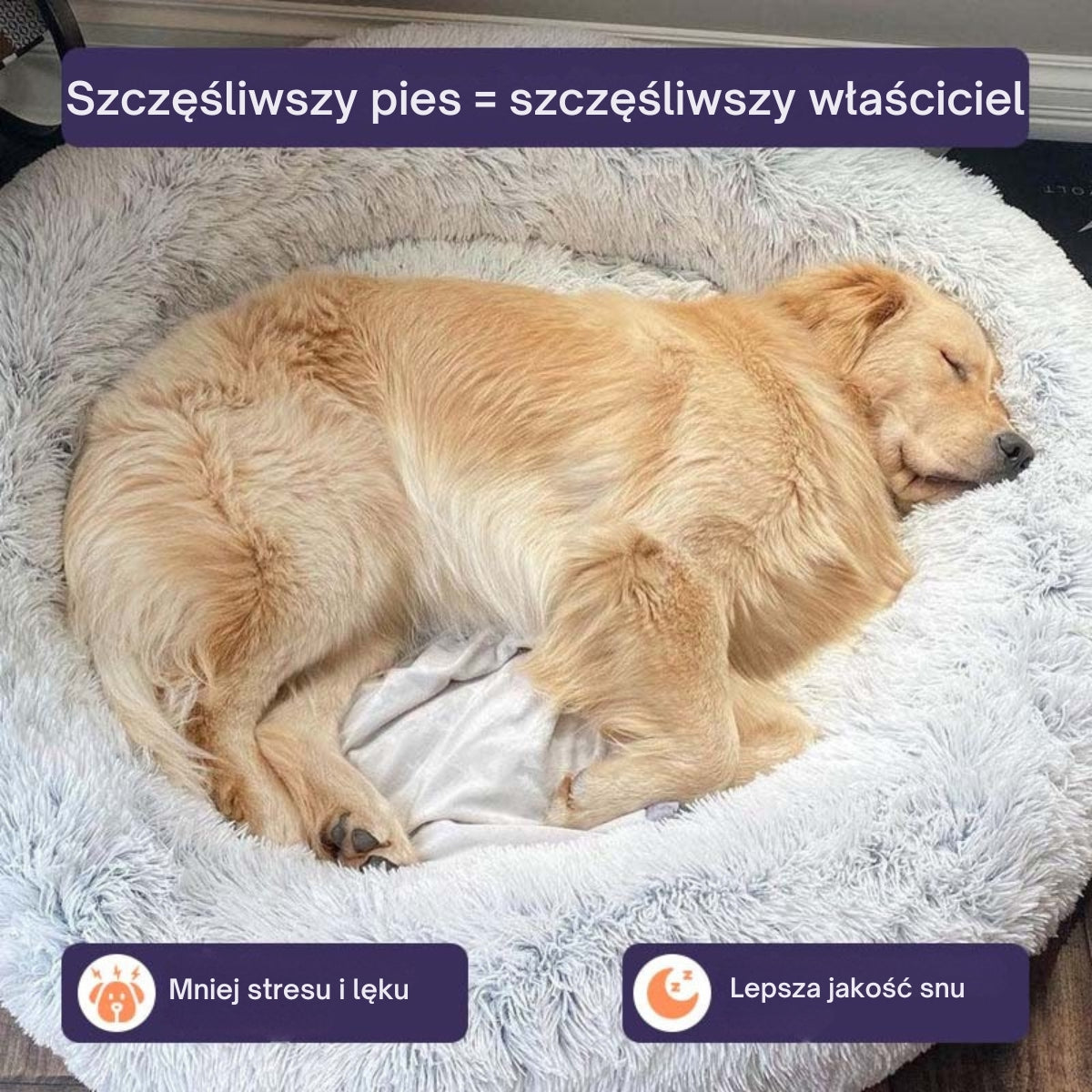 DreamPaw | Gdzie łapki odpoczywają, a marzenia się zaczynają!