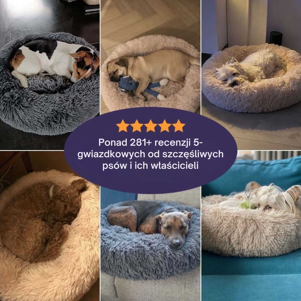 DreamPaw | Gdzie łapki odpoczywają, a marzenia się zaczynają!